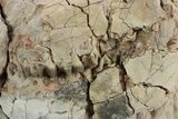 Bargain, Fossil Oreodont (Merycoidodon) Skull - South Dakota #249271-3